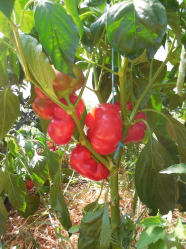 Poivron tomate rouge