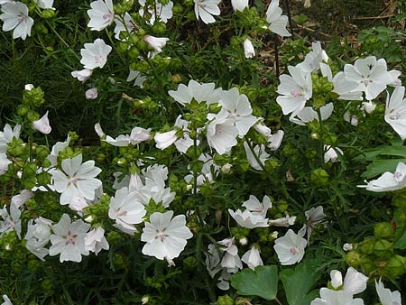 Mauve verticillé blanche