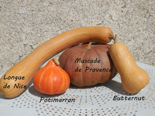 Muscade de Provence (c.moschata)