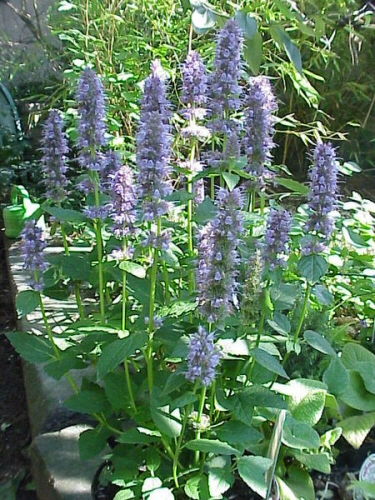 Agastache anisé