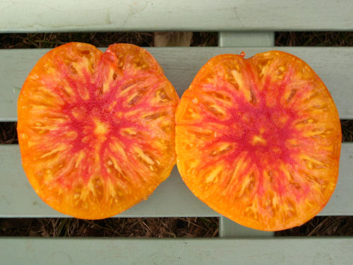 tomates bigarrées