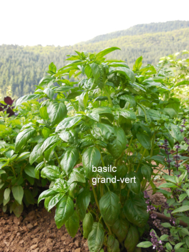 Basilic grand-vert