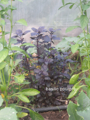 Basilic pourpre