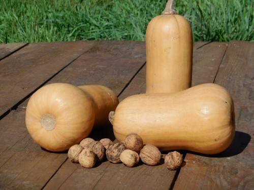 Butternut (c.moschata)