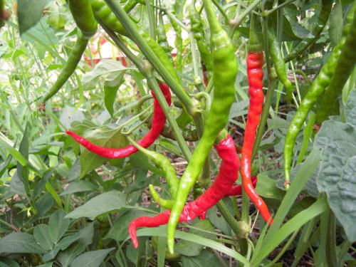 Cayenne