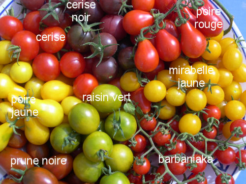 tomates miniatures