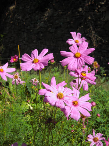 Cosmos rose