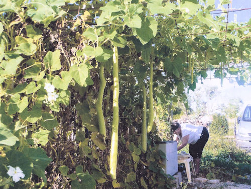 Courge de Sicile (Lagenaria londissima)