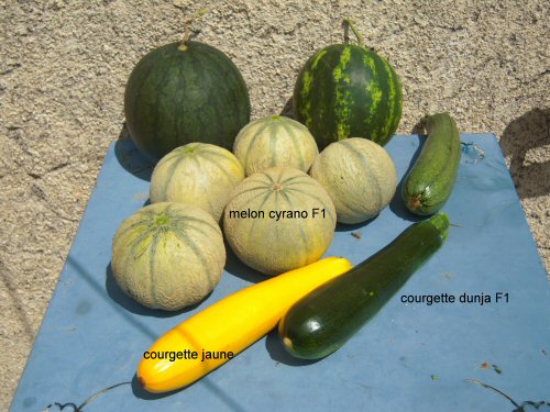 Courgette jaune