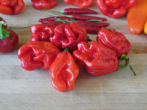 Habanero tropical red