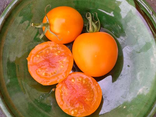 tomates oranges