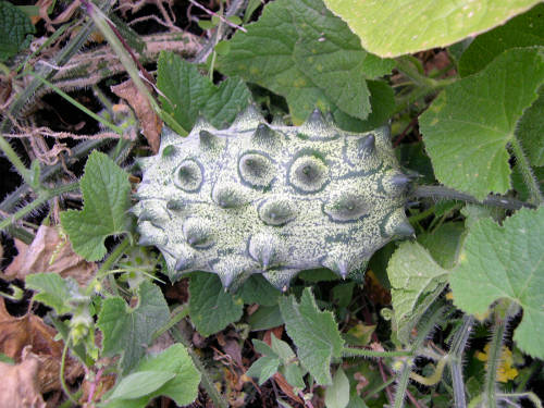 Kiwano ou concombre africain