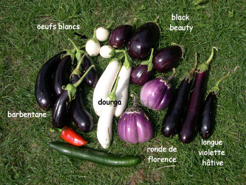 aubergines