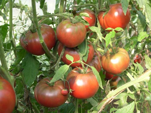 tomates noires et vertes