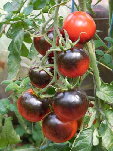 Tomate bleue p20