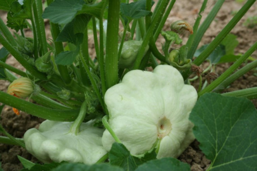 Patisson vert pâle de Benings (c.pepo)