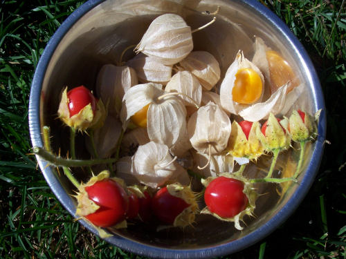 Physalis coqueret du Pérou