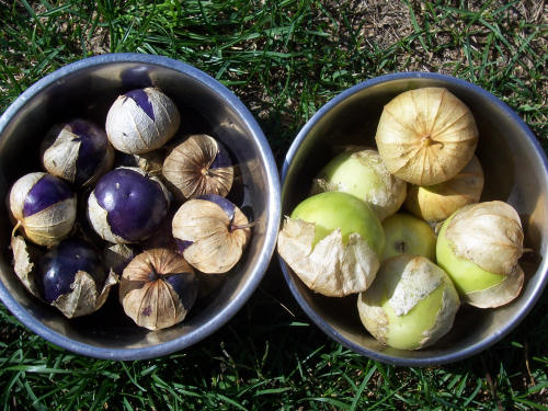 Physalis tomatillo du Mexique