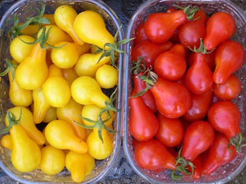 Poire jaune et rouge