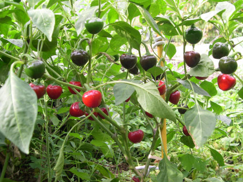 Sweet cherry