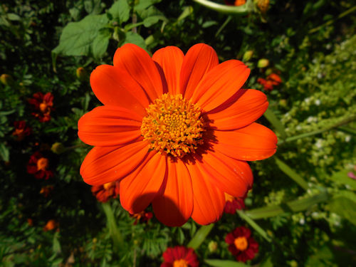 Tithonia ou soleil du Mexique