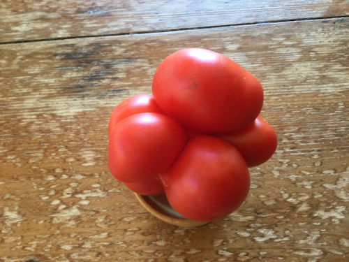 Tomate du voyageur