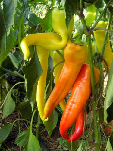 Yellow banana giant